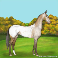 Horse Color:Gray Sable Cream Champagne Appaloosa 