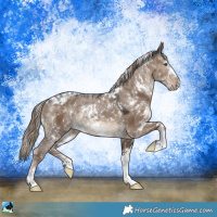Horse Color:White Spotted Liver Red Dun Sabino Rabicano 