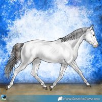 Horse Color:Liver Red Dun Ice Onyx Sabino Rabicano