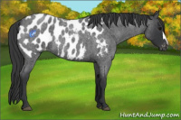 Horse Color:Blue Roan Appaloosa