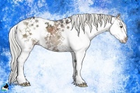 Horse Color:Liver Red Dun Ice Mushroom Sabino 