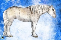 Horse Color:Liver Red Dun Ice Onyx Mushroom Sabino Rabicano Brindle