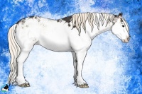 Horse Color:Liver Red Onyx Mushroom Sabino Splash 