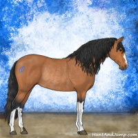 Horse Color:Bay Rabicano 