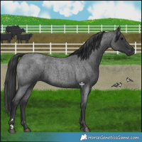 Horse Color:Blue Roan 