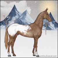 Horse Color:Chestnut Appaloosa Rabicano 