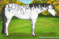 Horse Color:White Spotted Blue Roan Appaloosa 