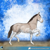 Horse Color:Classic Champagne Dun Mushroom Splash Rabicano 