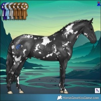 Horse Color:White Spotted Black