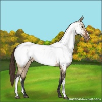 Horse Color:Bay Dun Appaloosa 