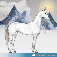 Horse Color:Bay Dun Appaloosa Rabicano 