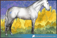 Horse Color:Gray White Spotted Silver Black Rabicano 