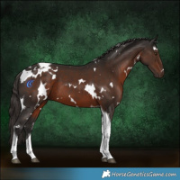 Horse Color:White Spotted Liver Chestnut Tobiano 