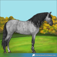 Horse Color:Blue Roan 