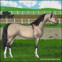 Horse Color:Brown Dun 