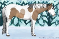 Horse Color:Bay Roan Dun Splash Tobiano 