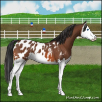 Horse Color:Bay Splash Appaloosa 