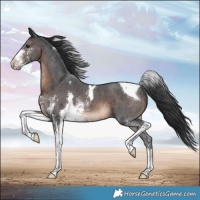 Horse Color:Brown Sabino Tobiano 