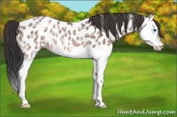Horse Color:Bay Ice Splash Appaloosa Rabicano 