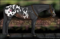 Horse Color:Brown Appaloosa 