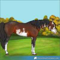 Horse Color:White Spotted Brown Rabicano 