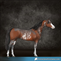 Horse Color:Bay Sabino Rabicano  and Brown Sabino Rabicano 