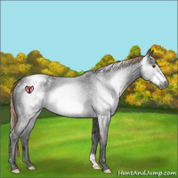 Horse Color:Gray Liver Red Roan Frame Appaloosa Rabicano