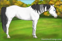 Horse Color:Black Splash Fewspot 