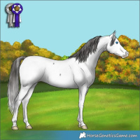 Horse Color:Blue Roan Splash Appaloosa