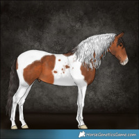 Horse Color:Bay Tobiano 
