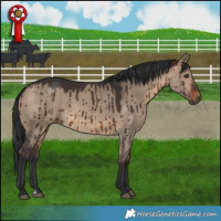 Horse Color:Brown Dun Brindle