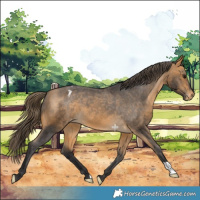Horse Color:Buckskin Varnish 