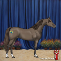 Horse Color:Smoky Grullo Appaloosa 