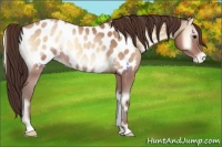 Horse Color:Classic Champagne Onyx Near Leopard Rabicano 