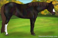 Horse Color:Midnight Liver Chestnut 
