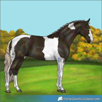 Horse Color:Midnight Chocolate Palomino Dun Tobiano 