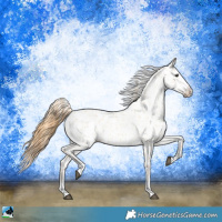 Horse Color:Red Dun Near Leopard and Red Dun Near Leopard
