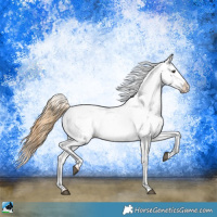 Horse Color:Red Dun Near Leopard  and Red Dun Frame Near Leopard 