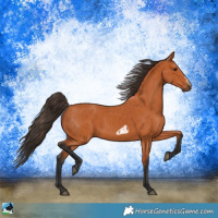 Horse Color:Bay and Bay Frame