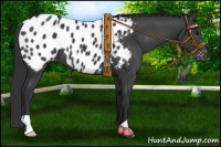 Horse Color:Black Appaloosa 