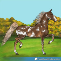 Horse Color:White Spotted Chocolate Palomino 