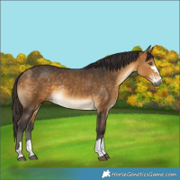 Horse Color:Buckskin Rabicano 