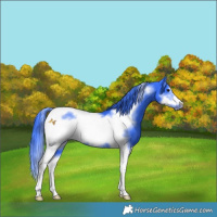 Horse Color:Watercolor Black Tobiano Frame 