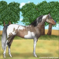 Horse Color:Brown Dun Tobiano Appaloosa 