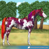 Horse Color:Painted Watercolor White Spotted Liver Chestnut Ice Sabino 