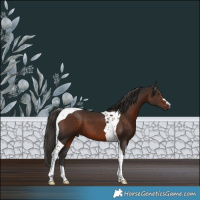 Horse Color:Liver Chestnut Tobiano 