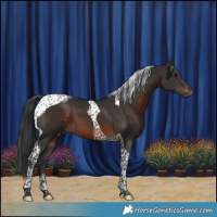 Horse Color:Brown Tobiano 