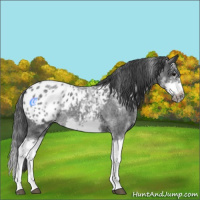 Horse Color:White Spotted Blue Roan Splash Frame Appaloosa 