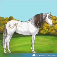 Horse Color:White Spotted Classic Cream Champagne 