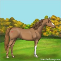 Horse Color:Chestnut 